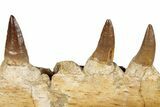 Mosasaur (Prognathodon) Jaw with Six Teeth - Morocco #259675-5